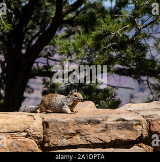 Ein ein Eichhörnchen Squirrel, amerikanisches, bettelt auf einer Mauer suis Grand Canyon nach Fressen. Dabei hat es keine Scheu und wird oft aggressiv. Banque D'Images