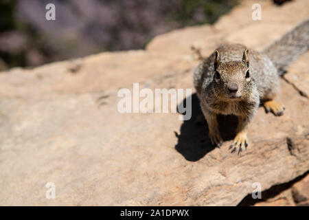 Ein ein Eichhörnchen Squirrel, amerikanisches, bettelt auf einer Mauer suis Grand Canyon nach Fressen. Dabei hat es keine Scheu und wird oft aggressiv. Banque D'Images