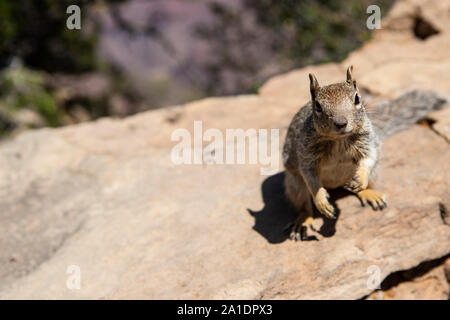 Ein ein Eichhörnchen Squirrel, amerikanisches, bettelt auf einer Mauer suis Grand Canyon nach Fressen. Dabei hat es keine Scheu und wird oft aggressiv. Banque D'Images