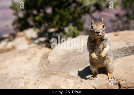 Ein ein Eichhörnchen Squirrel, amerikanisches, bettelt auf einer Mauer suis Grand Canyon nach Fressen. Dabei hat es keine Scheu und wird oft aggressiv. Banque D'Images