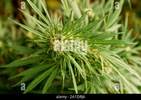 Les feuilles des plantes de cannabis marijuana et Vue de dessus, l'arrière-plan site du PAC ou fond d'écran vue panoramique Banque D'Images