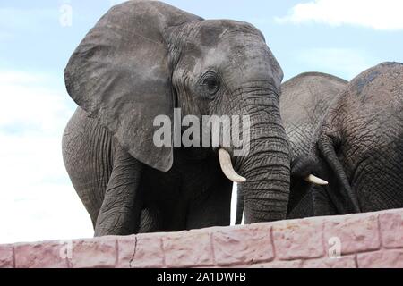 Des éléphants au point d'eau au Botswana Banque D'Images