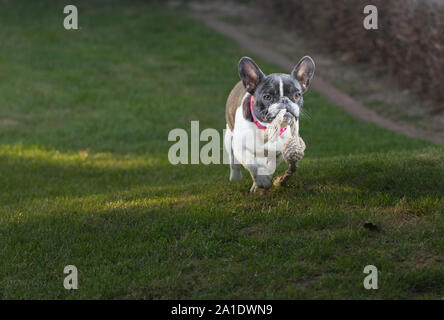 Un joli noir et blanc Bouledogue français chien tête portrait avec mignon expression dans la face ridée. Porte la corde dans la bouche Banque D'Images