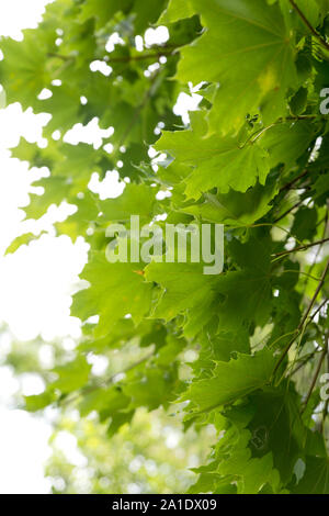 La lumière filtre à travers les feuilles d'un érable. Banque D'Images