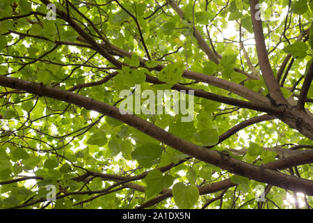 La lumière filtre à travers les branches et feuilles vertes d'un orme. Banque D'Images
