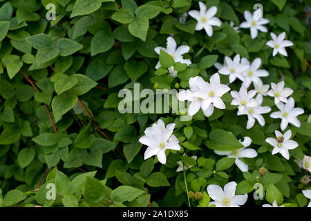 L'île Mackinac, Michigan - asagasumi' clematis 'Blanc en fleur. Banque D'Images