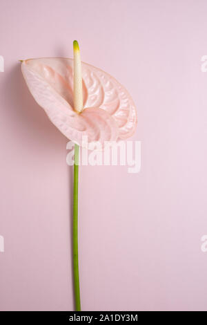 Seul l'Anthurium rose fleur sur fond rose avec copie espace, vue du dessus, la composition verticale Banque D'Images