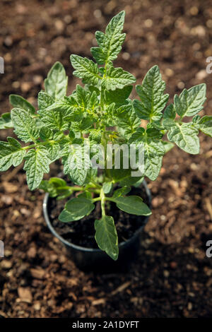 Plant de tomate dans le jardin, croissante et la plantation de tomates, vue de dessus Banque D'Images