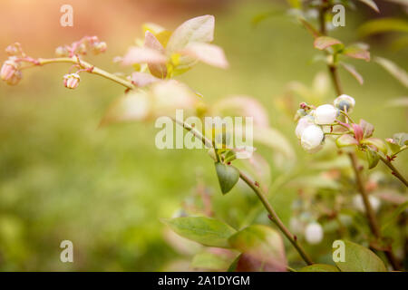 Fleurs d'une myrtille bush, libre à partir de la jeune plante dans le jardin Banque D'Images