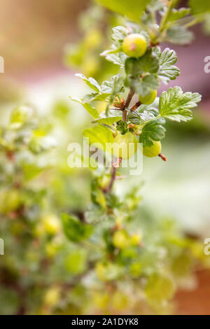 Libre à partir d'un buisson avec groseille fruits vert frais sur elle, Ribes uva-crispa Banque D'Images