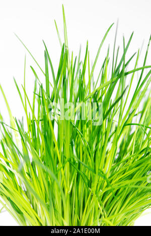 Ciboulette fraîche in front of white background Banque D'Images