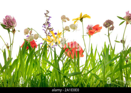 Belle fleur Meadow pour les papillons et autres insectes, fond blanc Banque D'Images