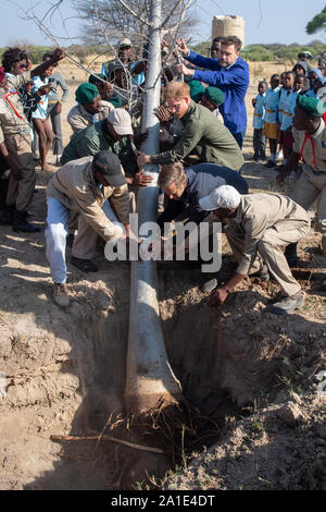 Le duc de Sussex (centre droit) permet de planter un baobab au cours d'un événement de plantation d'arbres avec les enfants, à la Parc National de Chobe, au Botswana. Banque D'Images