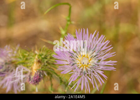 Le chardon pourpre, Galactites tomentosa en fleur. Banque D'Images