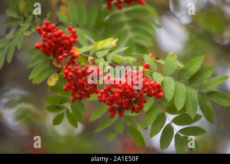 Ashberry - Sorbus aucuparia les fruits et les feuilles Banque D'Images