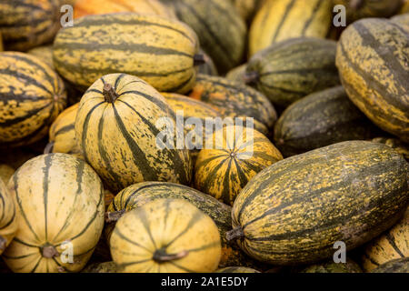 Cucurbita pepo, beaucoup de les légumes d'arrière-plan de la SLA, jaune et vert Banque D'Images