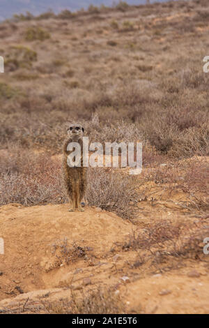 - Les suricates Suricata suricatta ; Groupe de suricates par leur terrier à l'aube ; Oudsthoorn, le Karoo, Afrique du Sud Banque D'Images