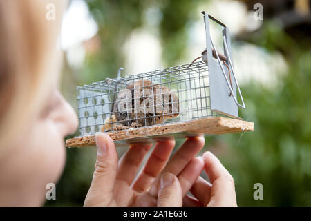 Femme regardant une souris à une capture mousetrap ou piège de capture en direct Banque D'Images