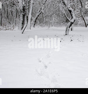 Des traces sur la neige blanche qui mènent à une sombre forêt couverte de neige Banque D'Images