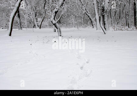 Des traces sur la neige blanche qui mènent à une sombre forêt couverte de neige Banque D'Images