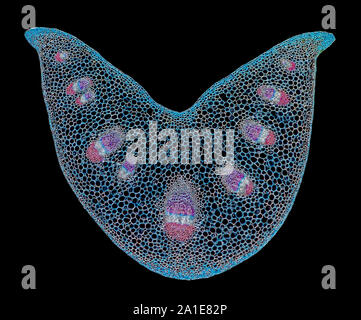 La tige des plantes colorées TS section, montrant des structures générales Banque D'Images