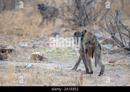Mère babouin carrying baby sur retour dans le parc national Kruger en Afrique du Sud Banque D'Images