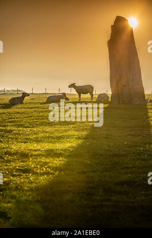 Les moutons et le lever du soleil à l'ancienne Ale's Stones navire paramètre depuis l'âge de fer, près de Kaseberga Ystad, Skane, Suède. Scandinavie Banque D'Images