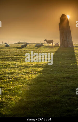 Les moutons et le lever du soleil à l'ancienne Ale's Stones navire paramètre depuis l'âge de fer, près de Kaseberga Ystad, Skane, Suède. Scandinavie Banque D'Images