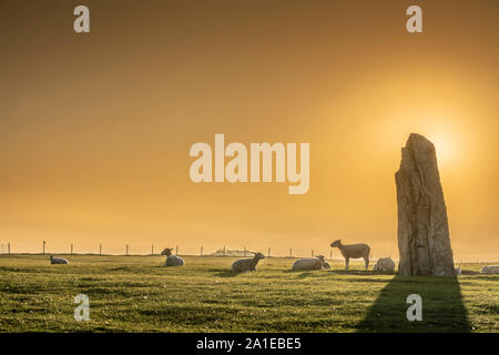 Les moutons et le lever du soleil à l'ancienne Ale's Stones navire paramètre depuis l'âge de fer, près de Kaseberga Ystad, Skane, Suède. Scandinavie Banque D'Images