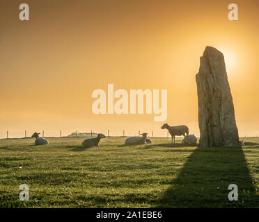 Les moutons et le lever du soleil à l'ancienne Ale's Stones navire paramètre depuis l'âge de fer, près de Kaseberga Ystad, Skane, Suède. Scandinavie Banque D'Images