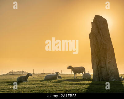 Les moutons et le lever du soleil à l'ancienne Ale's Stones navire paramètre depuis l'âge de fer, près de Kaseberga Ystad, Skane, Suède. Scandinavie Banque D'Images