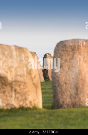 Mouton à l'ancienne Ale's Stones navire Définition de l'âge du fer, près de Kaseberga Ystad, Skane, Suède. Scandinavie Banque D'Images