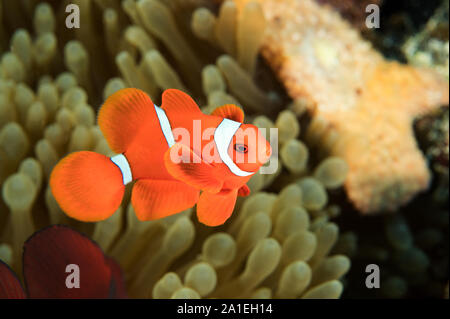 Homme spinecheek Bieculatus Premnas poisson clown, Sulawesi, Indonésie. Banque D'Images