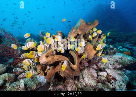 Klein's butterflyfishes, Chaetodon kleinii, se nourrissant de demoiselle d'oeufs sur une éponge massive, de Sulawesi en Indonésie. Banque D'Images