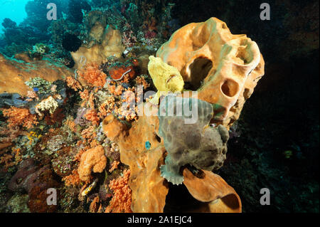 Antennarius commersoni, antennaires géant, l'île de Bangka Indonésie Sulawesi. Banque D'Images