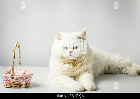 Chat persan blanc avec de la laine que froncement et bois Panier sur fond blanc. Chat mâle persan blanc moelleux dans le studio. Chat blanc poilu mignon et péniche Banque D'Images