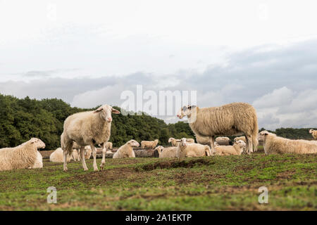 Groupe d'animaux Moutons sur terre de bruyère à Ede en Hollande sur le parc national de veluwezoom Banque D'Images