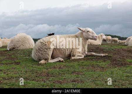 Groupe d'animaux Moutons sur terre de bruyère à Ede en Hollande sur le parc national de veluwezoom Banque D'Images