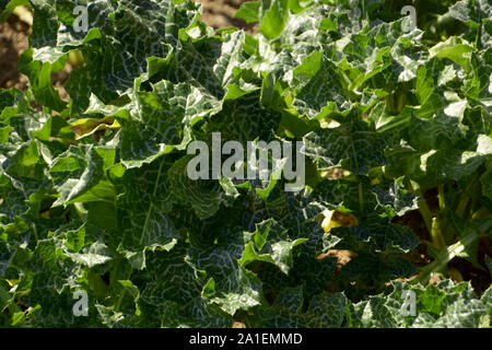 Silybum marianum ou cardus marianus avec des feuilles vert pâle avec des veines blanches, du chardon arbuste à la fin de l'été Banque D'Images