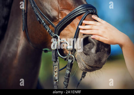 A woman's hand caressant doucement la bouche d'une Bay horse, habillée d'une bride et éclairées par la lumière du soleil chaude. Banque D'Images