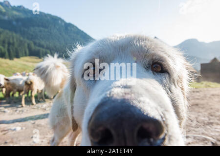 De berger à la caméra à proximité tout en se gardant des moutons dans les montagnes. Banque D'Images