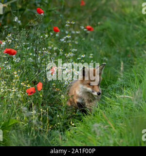 La Fox dans un champ de fleurs sauvages. Banque D'Images