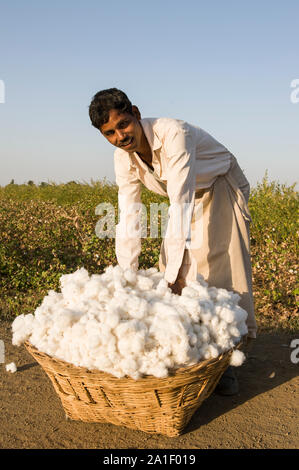 L'INDE, le Madhya Pradesh, région, Nimad , agriculteur de Khargone tribal coopérative Shiv Krishi Utthan Sanstha récolter le coton biologique commerce équitable , paysan porter le rendement dans panier à leur village Banque D'Images