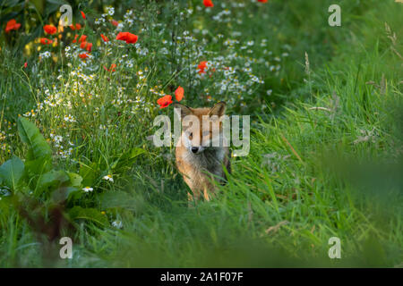 La Fox dans un champ de fleurs sauvages. Banque D'Images