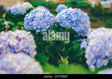 L'hortensia fleur avec soft focus sélectif et un fond. Image haute qualité stock photo image macro photographie d'hydrangea flower isolated Banque D'Images