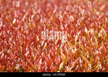 Feuilles rouges treetop (Syzygium sp.) Contexte Banque D'Images