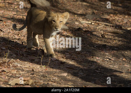 Cute luion Cub dans Gir National Park , Gurat, Inde Banque D'Images