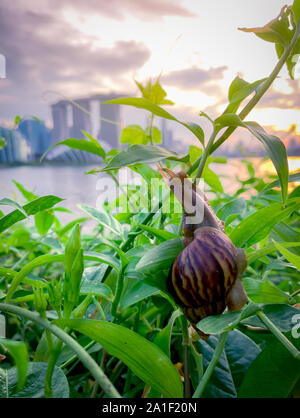 Escalade sur l'Escargot plante dans la soirée à côté de la rivière en face du bâtiment historique de Singapour au coucher du soleil. Slow life concept. Slow travel à Singapour Banque D'Images