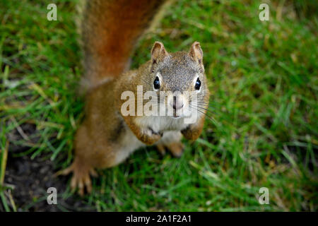 Un écureuil roux (Tamiasciurus hudsonicus), sur le terrain jusqu'à la avec une jolie expression sur son visage dans des régions rurales de l'Alberta, Canada. Banque D'Images