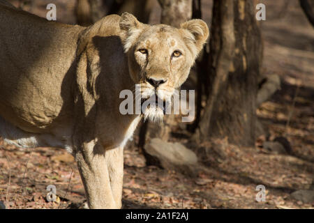 L'asiatique lionne dans Rif National Forest Banque D'Images